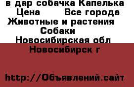 в дар собачка Капелька › Цена ­ 1 - Все города Животные и растения » Собаки   . Новосибирская обл.,Новосибирск г.